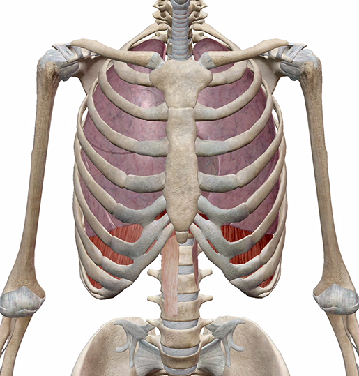 Anatomy and Physiology Gas Exchange